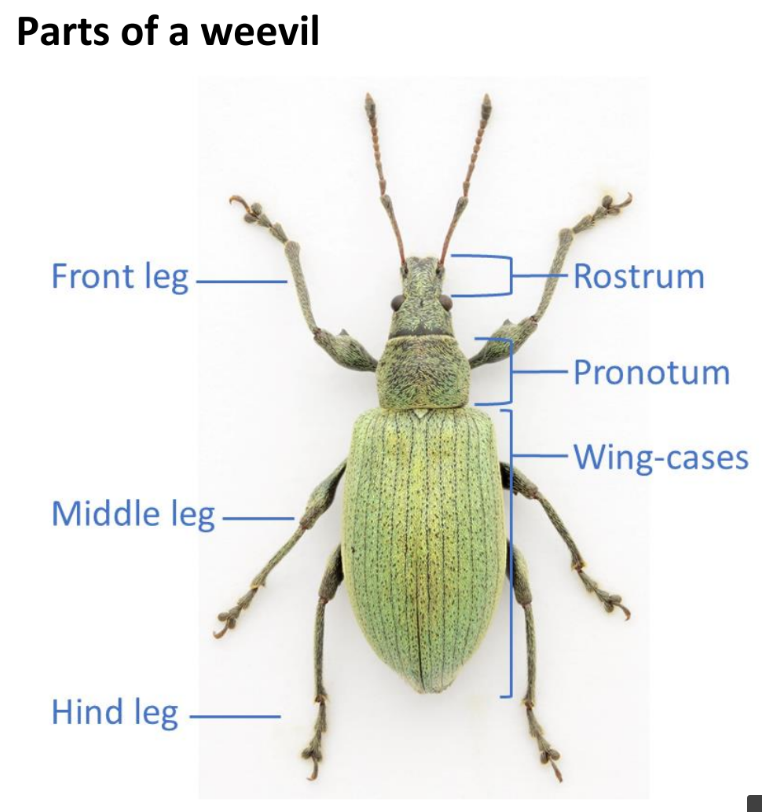 weevil-identification-guides-uk-beetle-recording
